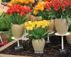Tulip 'Caribbean Parrot' 19 Tulip 'Caribbean Parrot' -Beauty Flowers Shop tulip carribean parrot 9