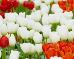 Tulip 'Catherina' 11 Tulip 'Catherina' -Beauty Flowers Shop tulip catherine 2