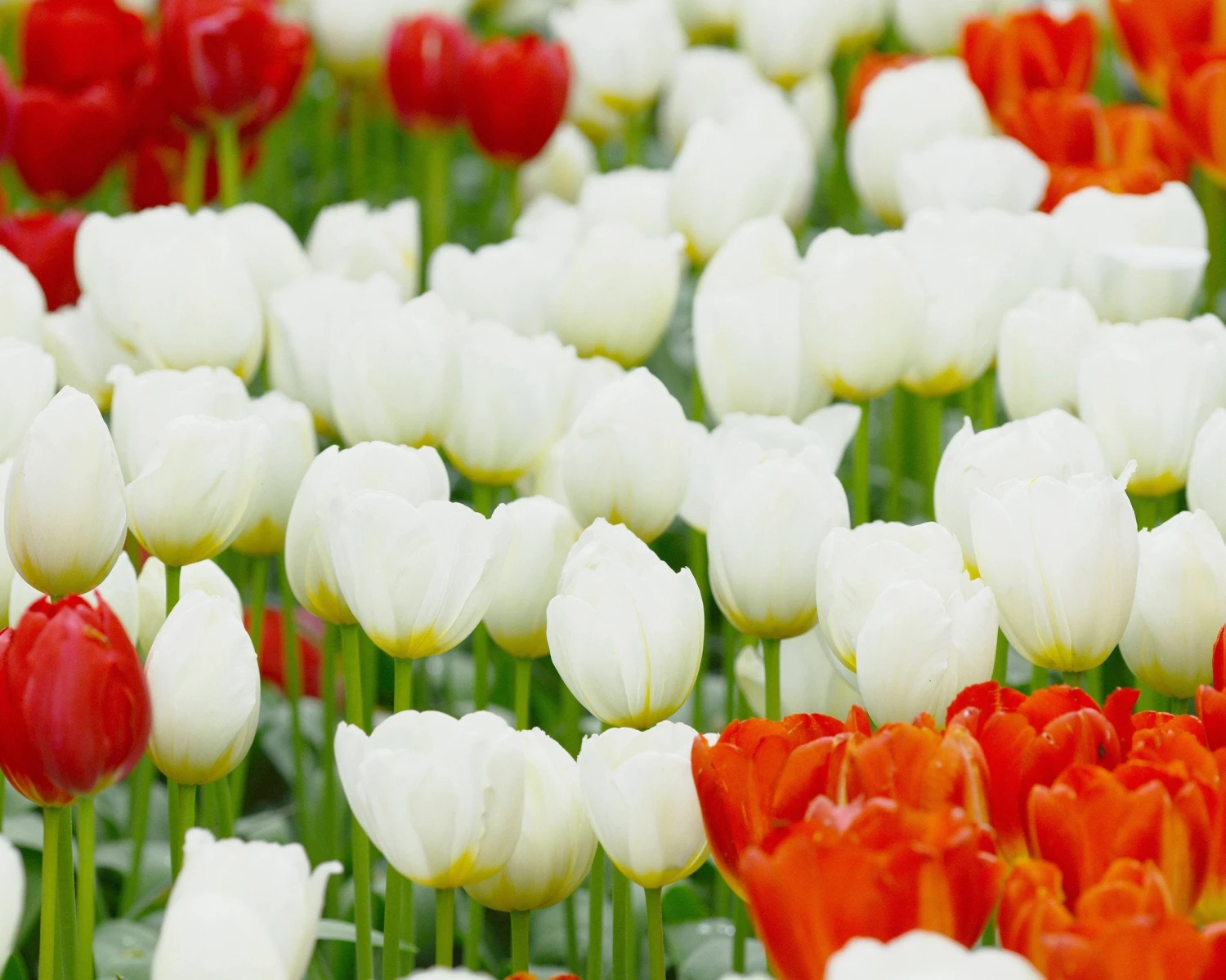 Tulip 'Catherina' 6 Tulip 'Catherina' - Image 4