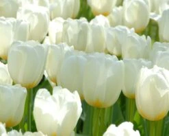 Tulip 'Catherina' 10 Tulip 'Catherina' -Beauty Flowers Shop tulip catherine 3