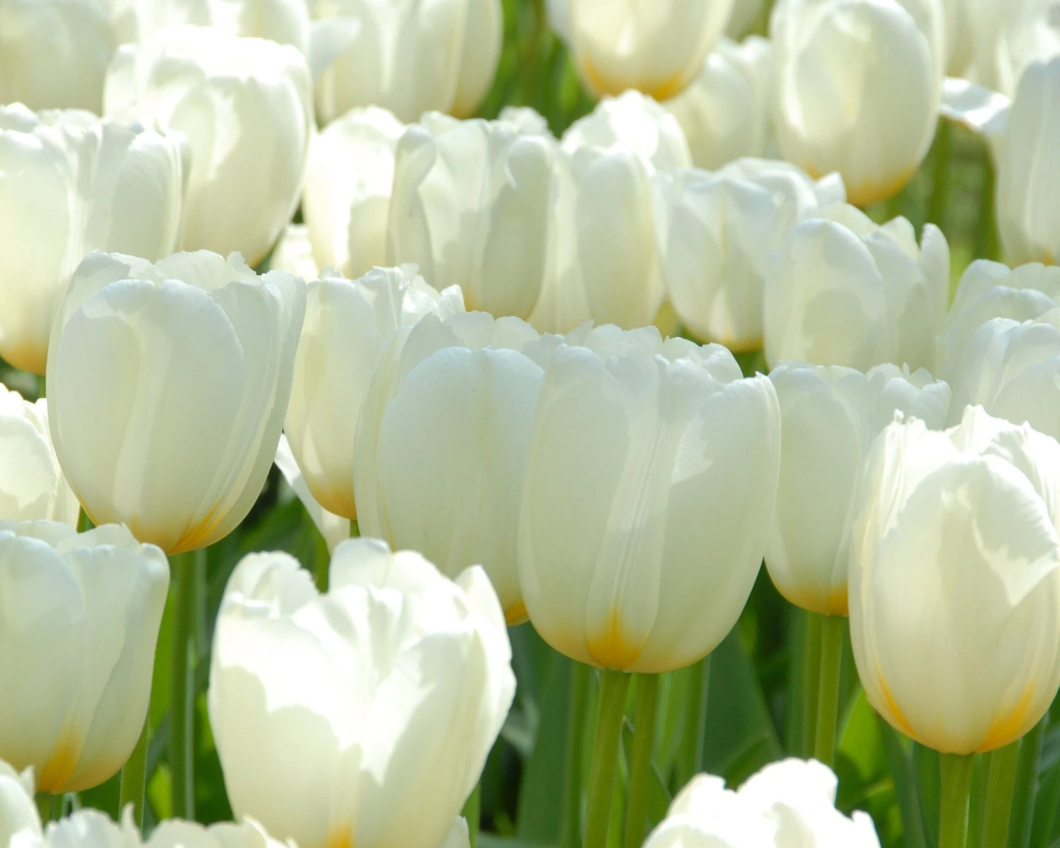 Tulip 'Catherina' 5 Tulip 'Catherina' - Image 3