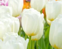 Tulip 'Catherina' 13 Tulip 'Catherina' -Beauty Flowers Shop tulip catherine 4