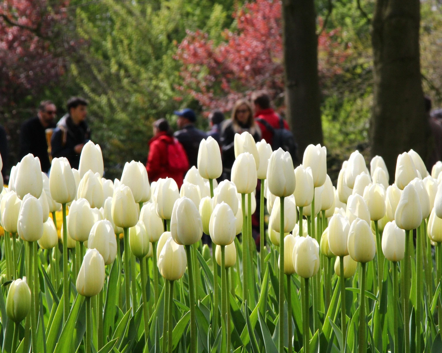 Tulip 'Catherina' 4 Tulip 'Catherina' - Image 2