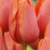 Tulip 'Charade' -Beauty Flowers Shop tulip charade 1