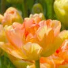 Tulip 'Charming Lady' 1 Tulip 'Charming Lady' -Beauty Flowers Shop tulip charming lady 3