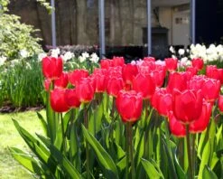 Tulip 'Cherry Delight' 11 Tulip 'Cherry Delight' -Beauty Flowers Shop tulip cherry delight 1