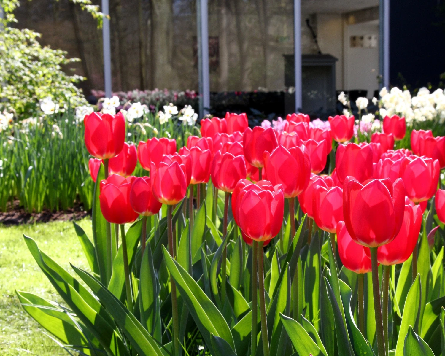 Tulip 'Cherry Delight' 5 Tulip 'Cherry Delight' - Image 3