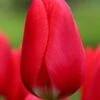Tulip 'Cherry Delight' 1 Tulip 'Cherry Delight' -Beauty Flowers Shop tulip cherry delight 4