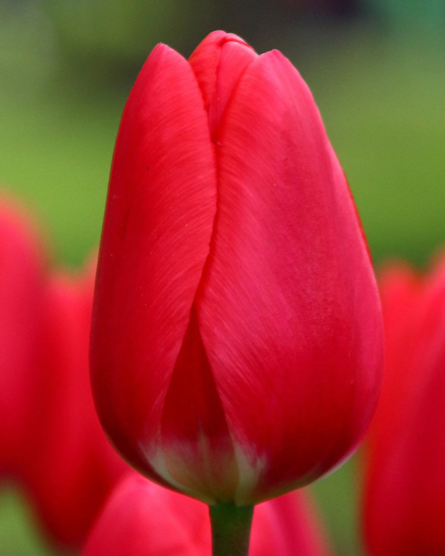 Tulip 'Cherry Delight' 3 Tulip 'Cherry Delight'