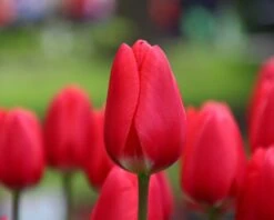 Tulip 'Cherry Delight' 15 Tulip 'Cherry Delight' -Beauty Flowers Shop tulip cherry delight 5