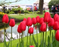 Tulip 'Cherry Delight' 14 Tulip 'Cherry Delight' -Beauty Flowers Shop tulip cherry delight 6