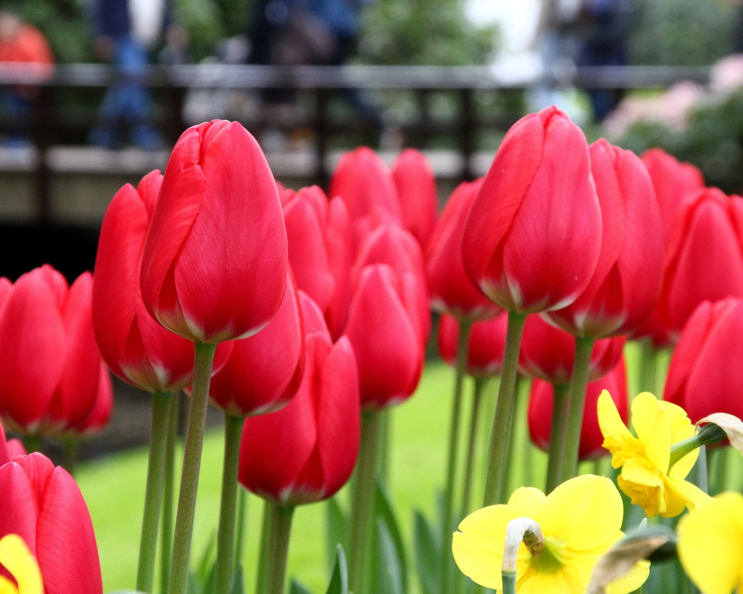 Tulip 'Cherry Delight' 7 Tulip 'Cherry Delight' - Image 5