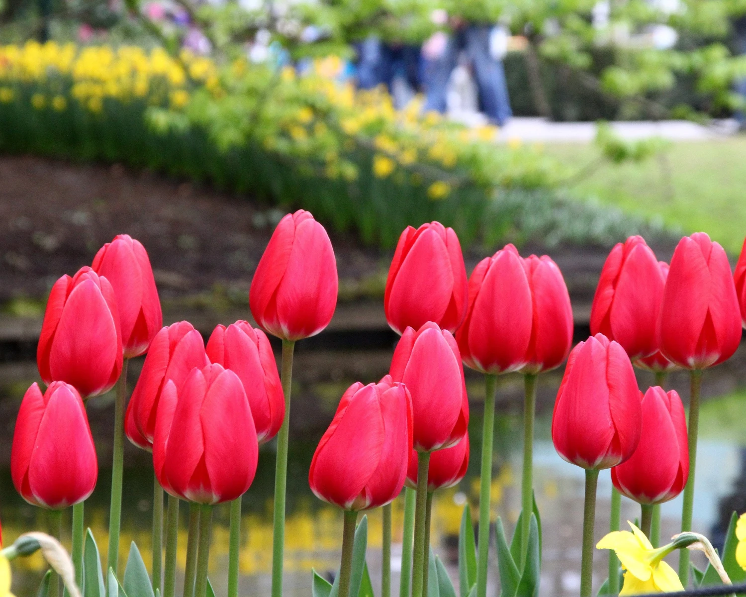 Tulip 'Cherry Delight' 4 Tulip 'Cherry Delight' - Image 2