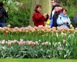 Tulip 'China Town' 10 Tulip 'China Town' -Beauty Flowers Shop tulip china town 3 b2fa9c66 ee19 4102 9f38 50964072caa4