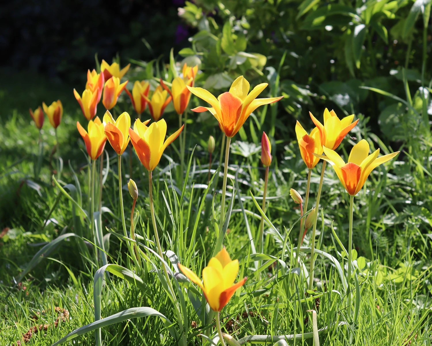 Tulip Clusiana Var. Chrysantha 4 Tulip Clusiana Var. Chrysantha - Image 2