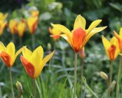 Tulip Clusiana Var. Chrysantha 9 Tulip Clusiana Var. Chrysantha -Beauty Flowers Shop tulip clusiana chrysantha 00