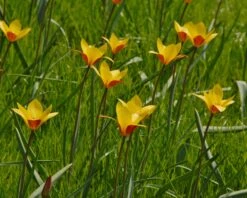 Tulip Clusiana Var. Chrysantha 11 Tulip Clusiana Var. Chrysantha -Beauty Flowers Shop tulip clusiana chrysantha 3