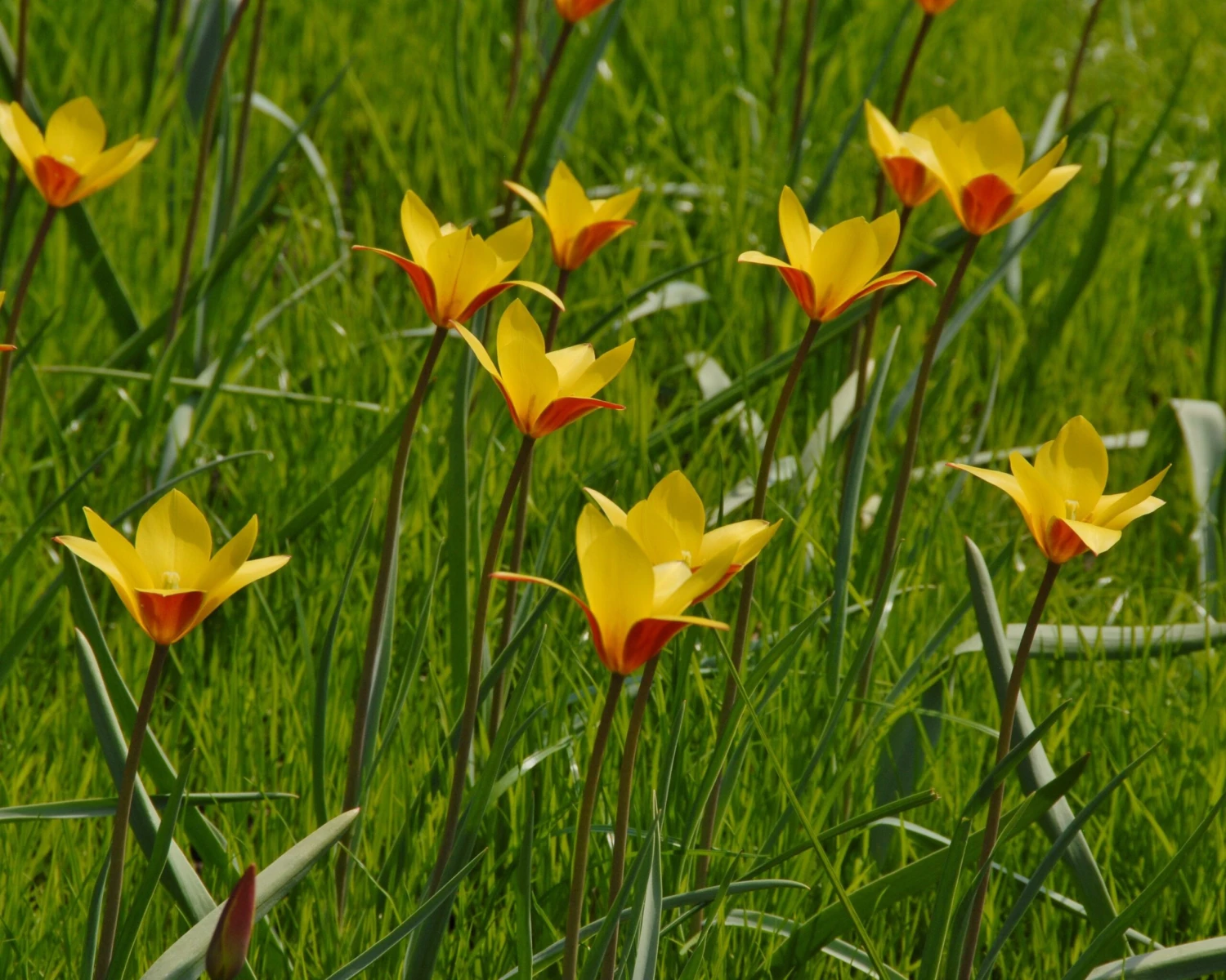 Tulip Clusiana Var. Chrysantha 7 Tulip Clusiana Var. Chrysantha - Image 5