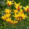Tulip Clusiana Var. Chrysantha -Beauty Flowers Shop tulip clusiana chysantha 0