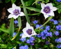Tulip 'Coerulea Oculata Alba' 15 Tulip 'Coerulea Oculata Alba' -Beauty Flowers Shop tulip coerulea oculata alba 1
