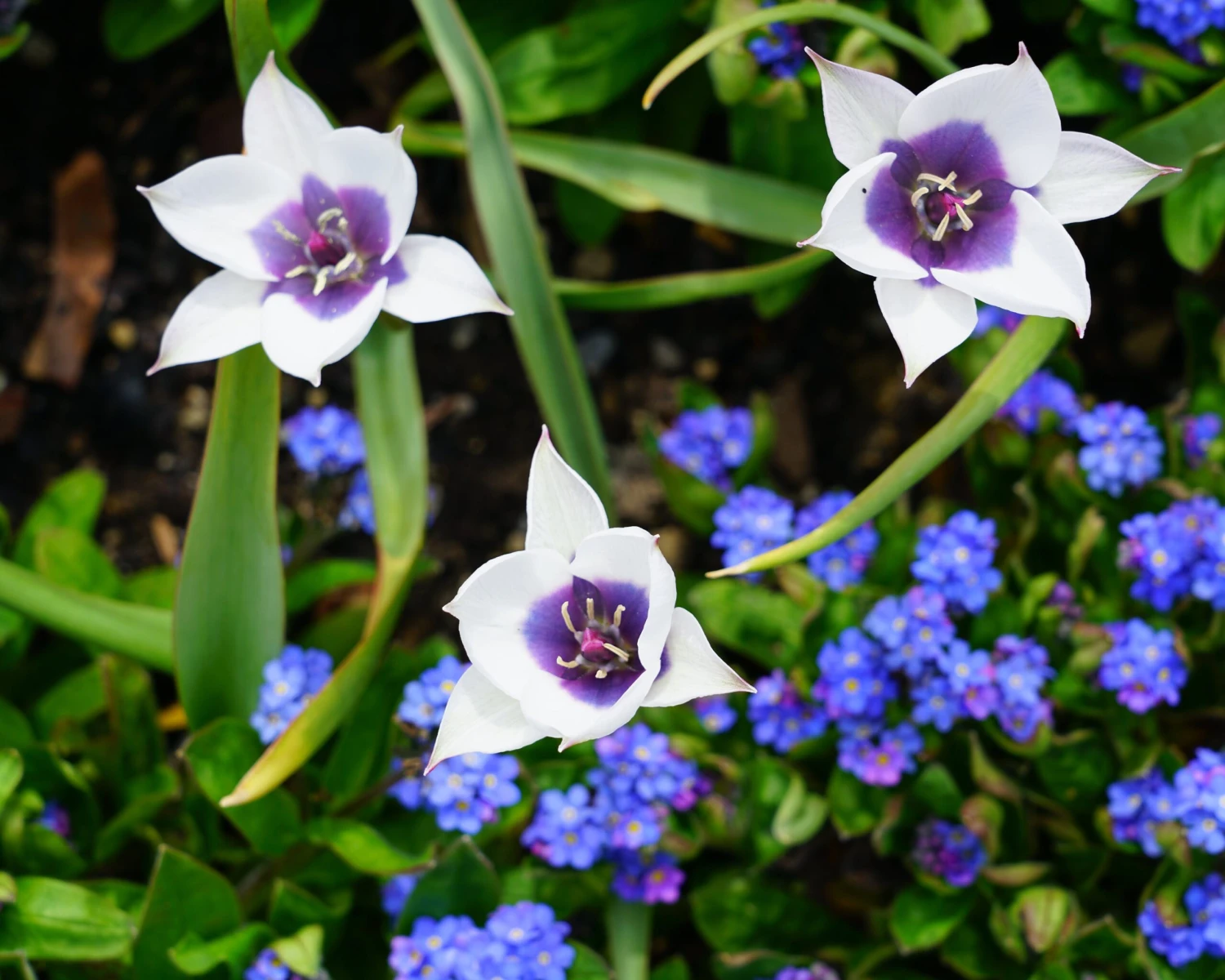 Tulip 'Coerulea Oculata Alba' 7 Tulip 'Coerulea Oculata Alba' - Image 5