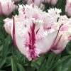 Tulip 'Coldplay' -Beauty Flowers Shop tulip coldplay 02