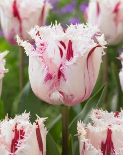 Tulip 'Coldplay' 15 Tulip 'Coldplay' -Beauty Flowers Shop tulip coldplay 2