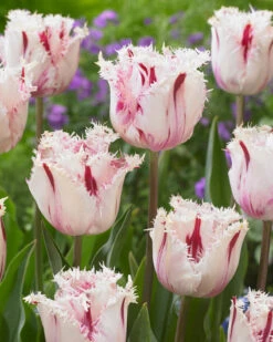 Tulip 'Coldplay' 17 Tulip 'Coldplay' -Beauty Flowers Shop tulip coldplay 3