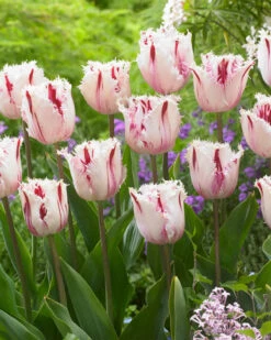 Tulip 'Coldplay' 14 Tulip 'Coldplay' -Beauty Flowers Shop tulip coldplay 4