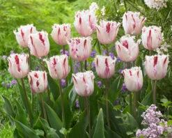 Tulip 'Coldplay' 16 Tulip 'Coldplay' -Beauty Flowers Shop tulip coldplay 5