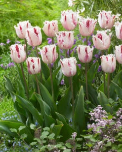 Tulip 'Coldplay' 18 Tulip 'Coldplay' -Beauty Flowers Shop tulip coldplay 6