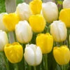 Tulip Collection 'Best Wishes' 1 Tulip Collection 'Best Wishes' -Beauty Flowers Shop tulip collection best wishes 1