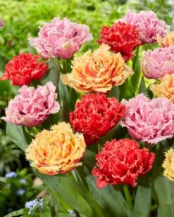 Tulip Collection 'Down Under' 11 Tulip Collection 'Down Under' -Beauty Flowers Shop tulip collection down under 2