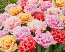 Tulip Collection 'Down Under' 10 Tulip Collection 'Down Under' -Beauty Flowers Shop tulip collection down under 3