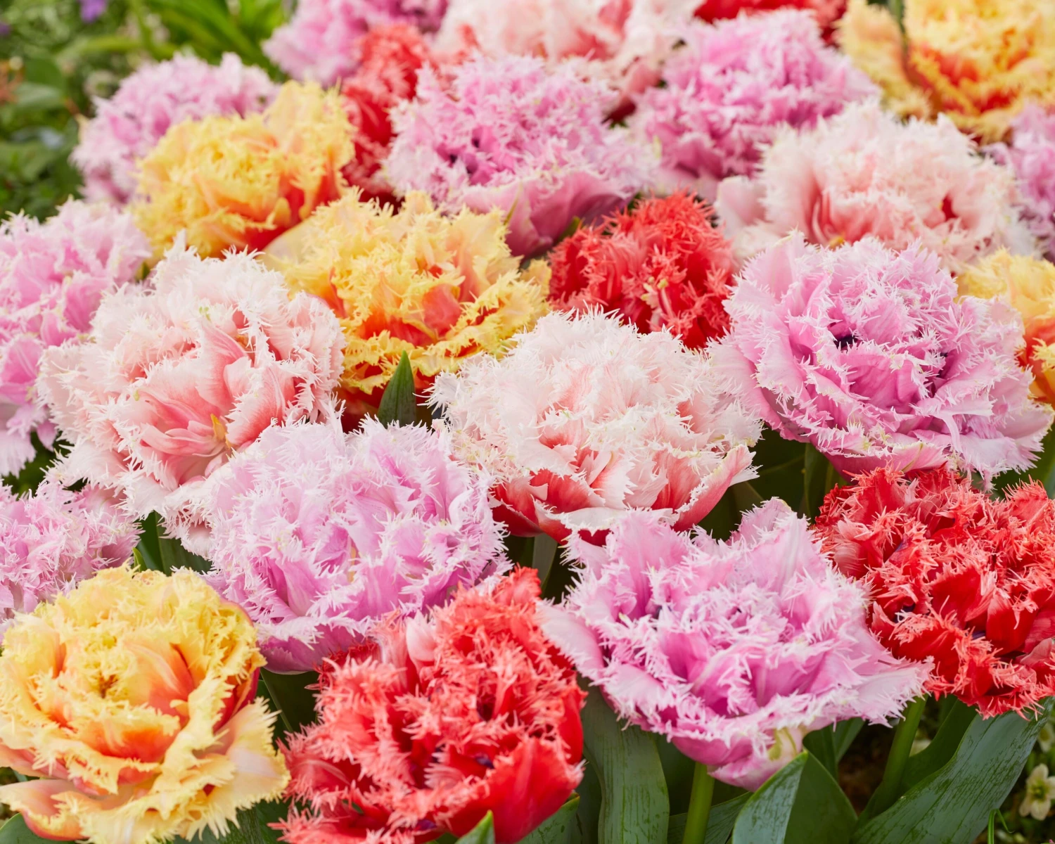 Tulip Collection 'Down Under' 5 Tulip Collection 'Down Under' - Image 3