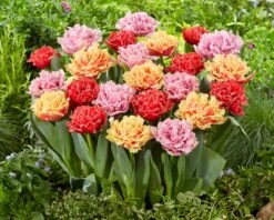 Tulip Collection 'Down Under' 12 Tulip Collection 'Down Under' -Beauty Flowers Shop tulip collection down under 4