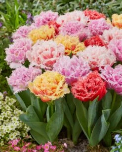 Tulip Collection 'Down Under' 13 Tulip Collection 'Down Under' -Beauty Flowers Shop tulip collection down under 5