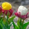 Tulip Collection 'Gelato' 2 Tulip Collection 'Gelato' -Beauty Flowers Shop tulip collection gelato 1