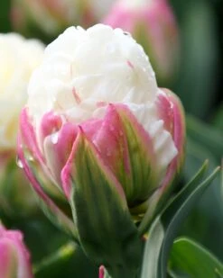 Tulip Collection 'Sorbetto' 11 Tulip Collection 'Sorbetto' -Beauty Flowers Shop tulip collection gelato 3 b6151bec 6cb0 4372 b420 d2fd3a575fca