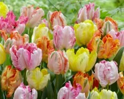 Tulip Collection 'Pastel Parrots' -Beauty Flowers Shop tulip collection pastel parrots 1