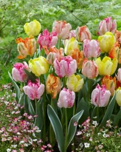 Tulip Collection 'Pastel Parrots' -Beauty Flowers Shop tulip collection pastel parrots 2