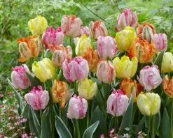 Tulip Collection 'Pastel Parrots' -Beauty Flowers Shop tulip collection pastel parrots 3