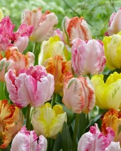 Tulip Collection 'Pastel Parrots' -Beauty Flowers Shop tulip collection pastel parrots 4