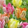 Tulip Collection 'Pastel Parrots' 2 Tulip Collection 'Pastel Parrots' -Beauty Flowers Shop tulip collection pastel parrots 5