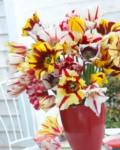 Tulip Collection 'Rembrandt's Strokes' 13 Tulip Collection 'Rembrandt's Strokes' -Beauty Flowers Shop tulip collection rembrandt strokes 1