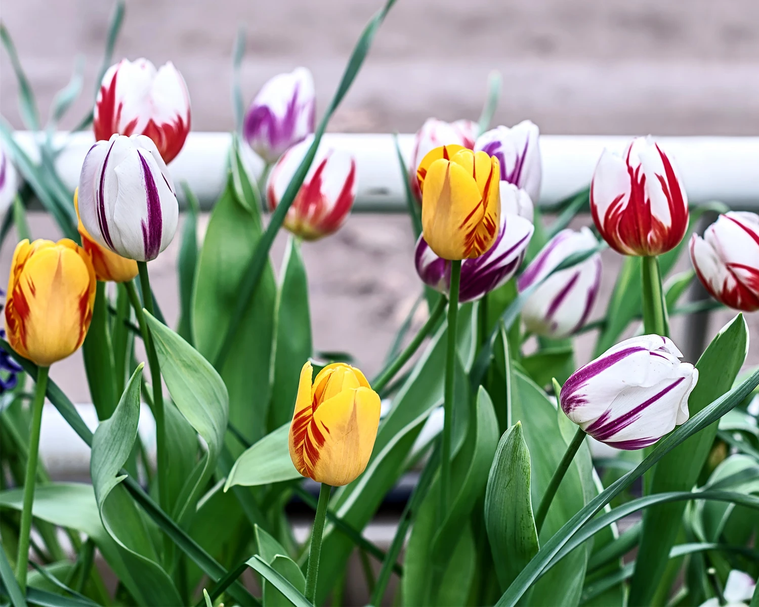 Tulip Collection 'Rembrandt's Strokes' 5 Tulip Collection 'Rembrandt's Strokes' - Image 3