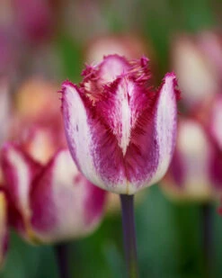 Tulip 'Colour Fusion' 15 Tulip 'Colour Fusion' -Beauty Flowers Shop tulip colour fusion 5
