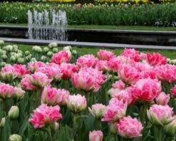 Tulip 'Cool Crystal' 12 Tulip 'Cool Crystal' -Beauty Flowers Shop tulip cool crystal 10