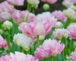 Tulip 'Cool Crystal' 13 Tulip 'Cool Crystal' -Beauty Flowers Shop tulip cool crystal 2