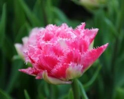 Tulip 'Cool Crystal' 11 Tulip 'Cool Crystal' -Beauty Flowers Shop tulip cool crystal 4